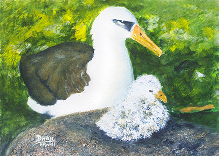 "Laysan Albatross Sea Bird," Original Water Color Painting by Hawaii Bird artist Donald K. Hall #513