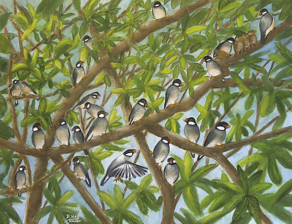 "Java Sparrow Bird," Original Water Color  painting by Hawaii Bird artist Donald K. Hall #517